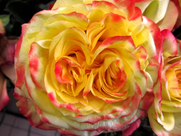 rose-rise-n-shine-standard-rose-roses-flowers-by-category